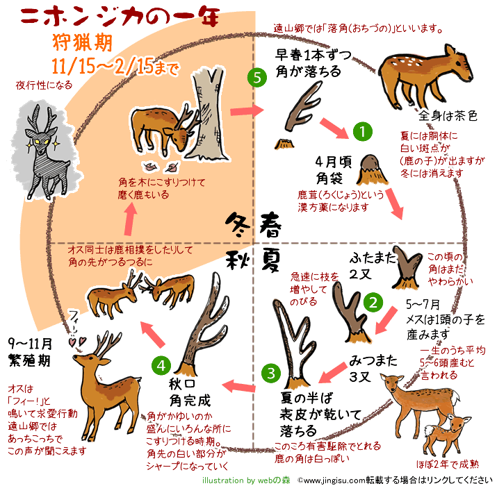 インテリア小物シカの角