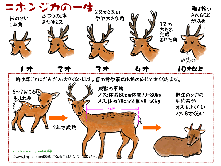 く日はお得♪ 鹿の角 asakusa.sub.jp