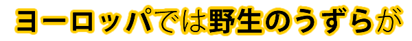 ヨーロッパでは野生のうずらが