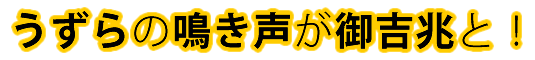 うずらの鳴き声が御吉兆