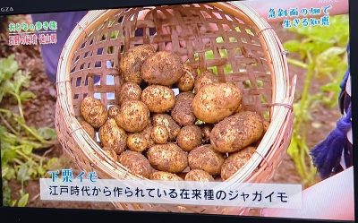 下栗芋　NHK「趣味どきっ！おとなの歩き旅」長野　遠山郷